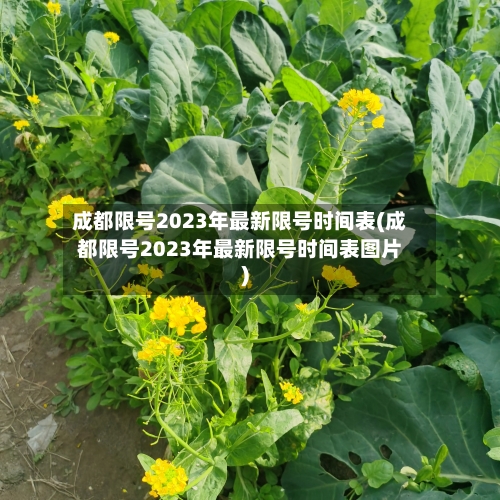 成都限号2023年最新限号时间表(成都限号2023年最新限号时间表图片)-第2张图片