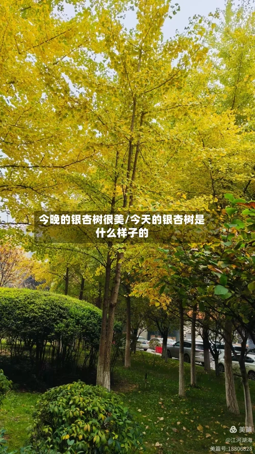 今晚的银杏树很美/今天的银杏树是什么样子的